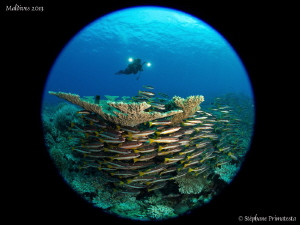 Maldives atmosphere by Stéphane Primatesta 